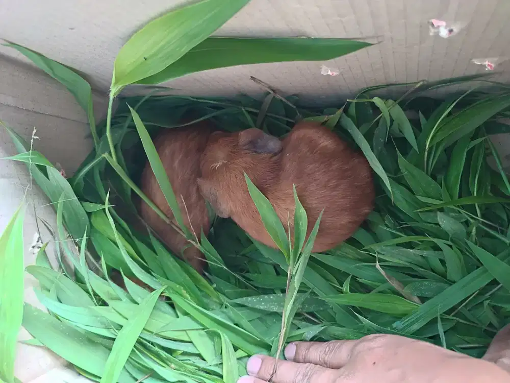 Marmut American White Cressted