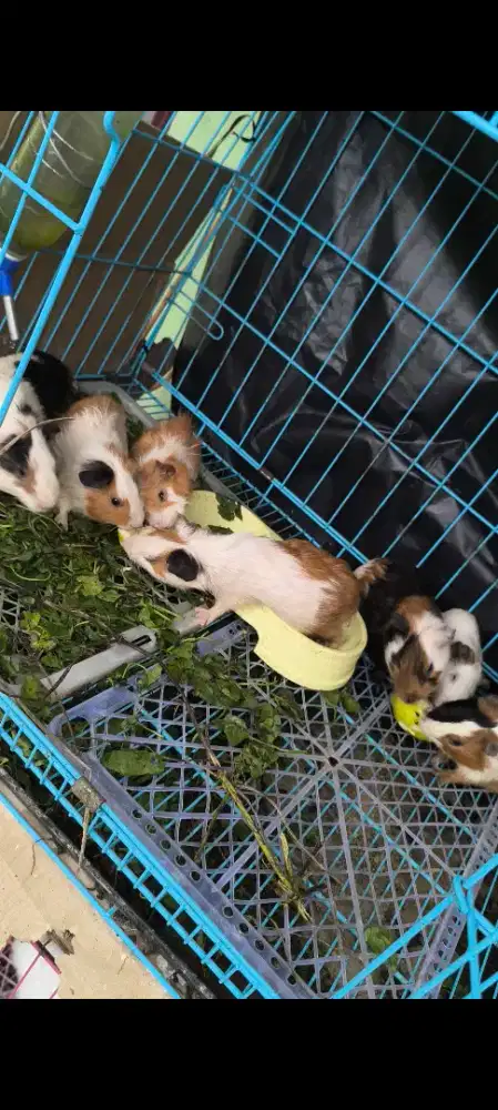 Marmut indukan jantan betina