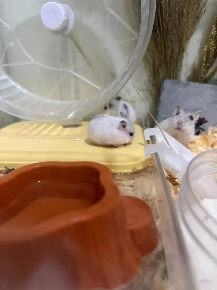 Hamster Winter White anakan