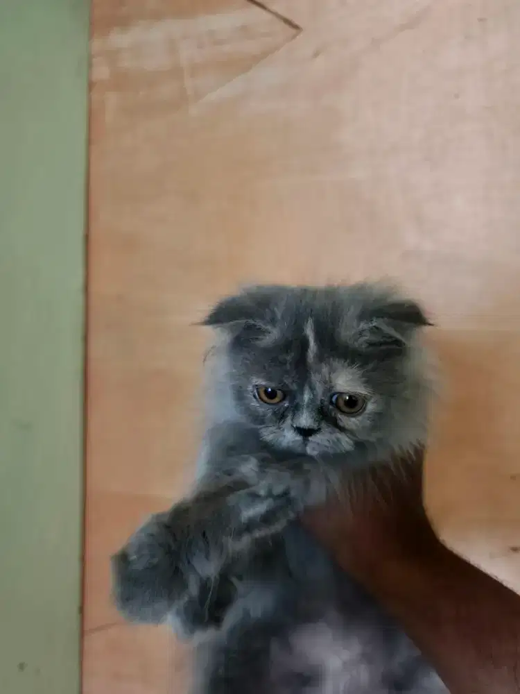 Kucing Scottish fold x peaknose 3 bulan