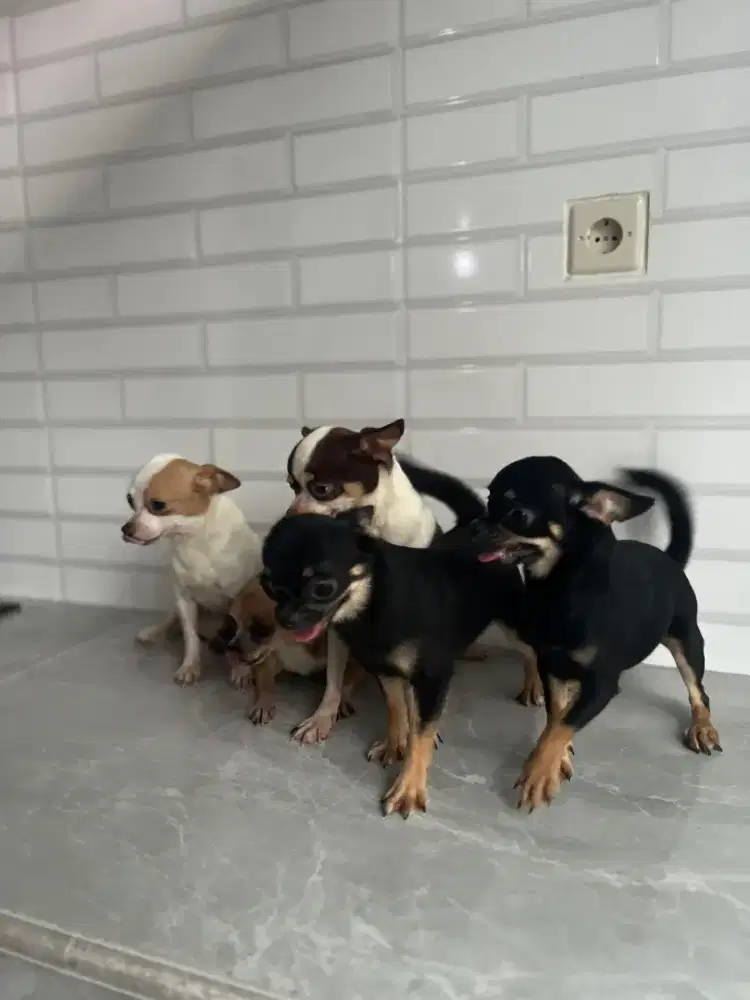 Cihuahua 5 ekor borongan