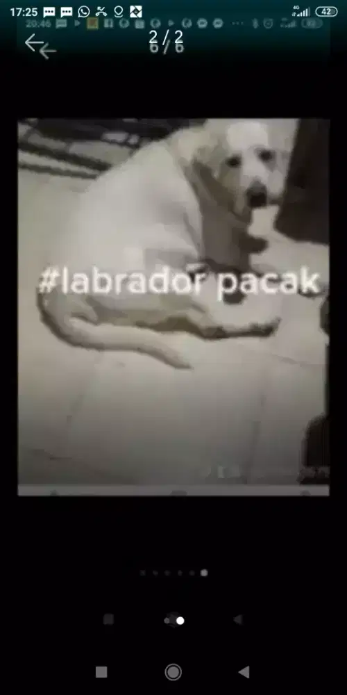 Anjing Labrador jantan3thn