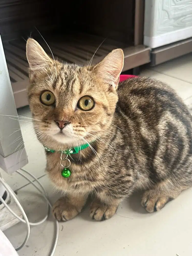 Kucing munchkin bsh british shorthair