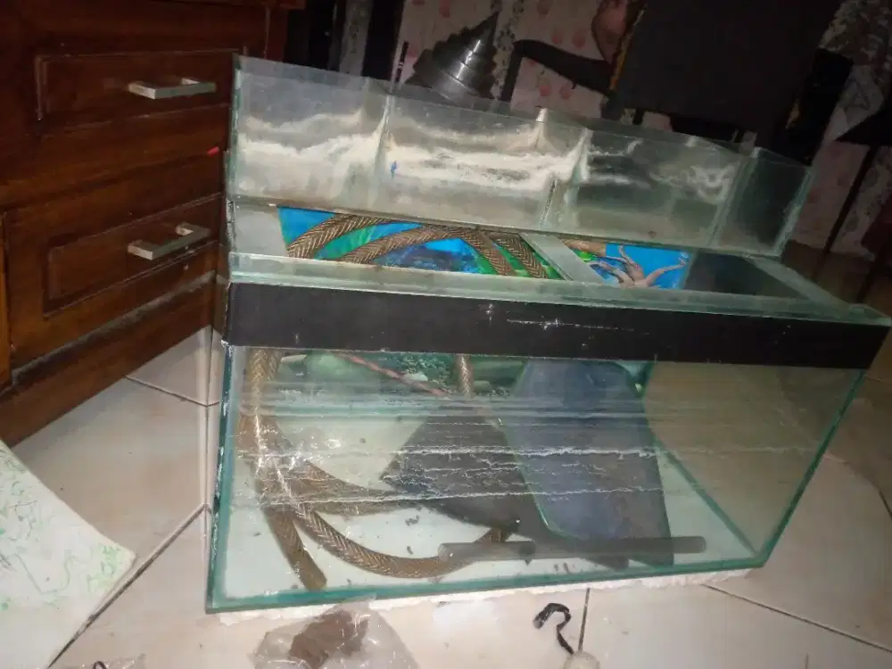 Aquarium ikan borongan