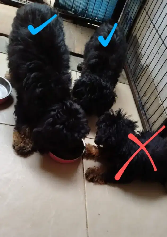 Sepasang Poodle puppies