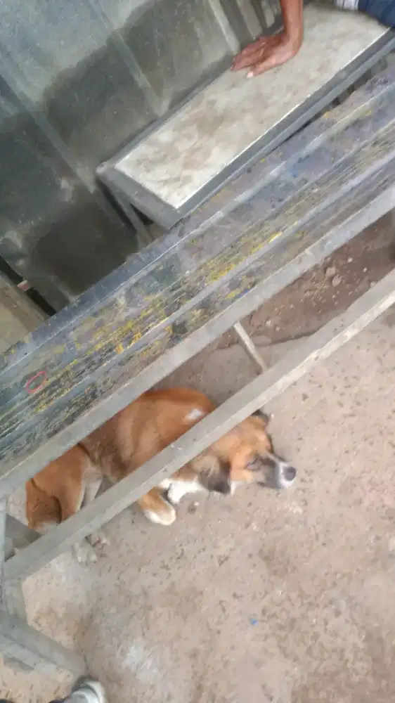 Anjing Doggy  Ras Mix