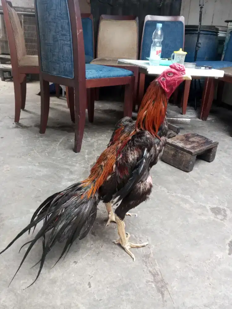 Pacek ekor lidi pacek minus