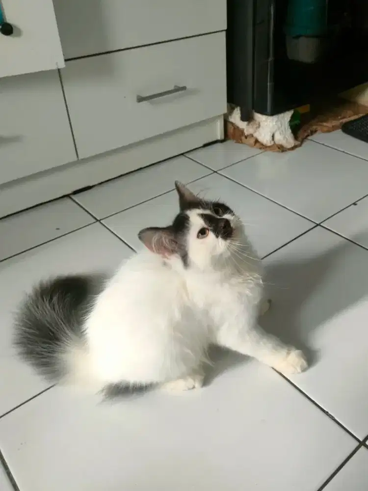 Kitten Maincoon Mix Betina