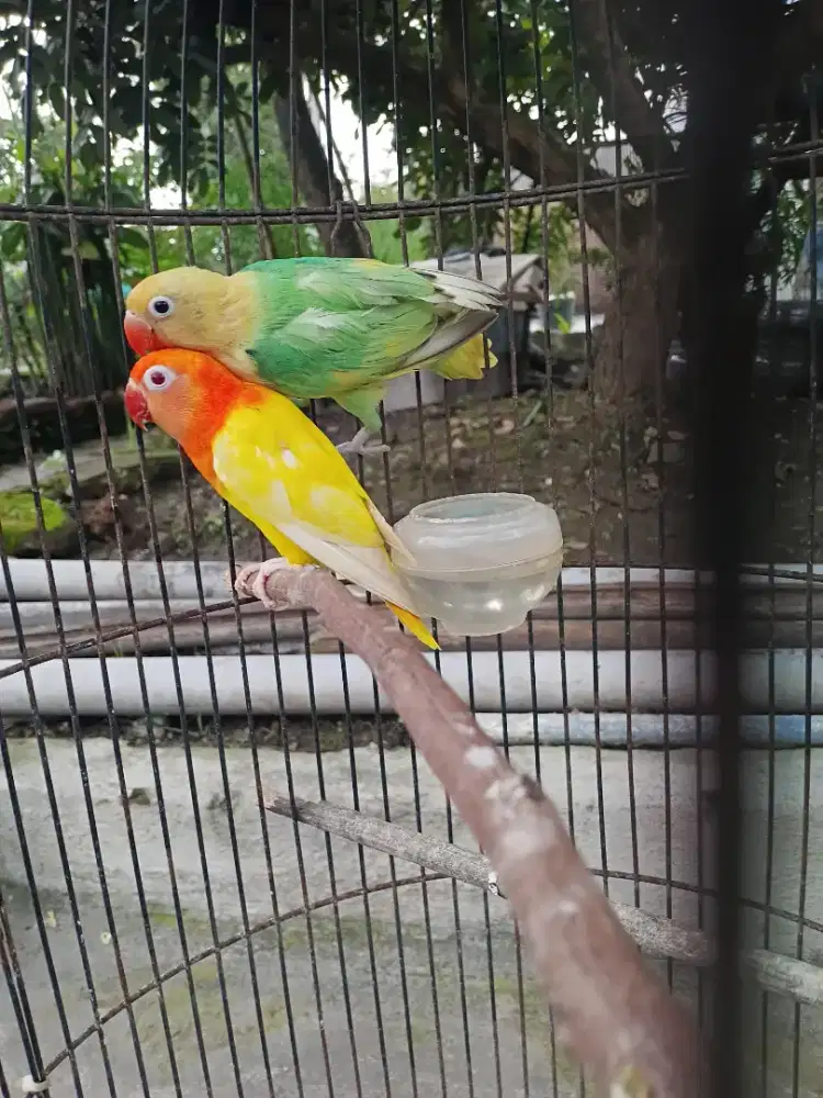 Lovebird prediksi sepasang