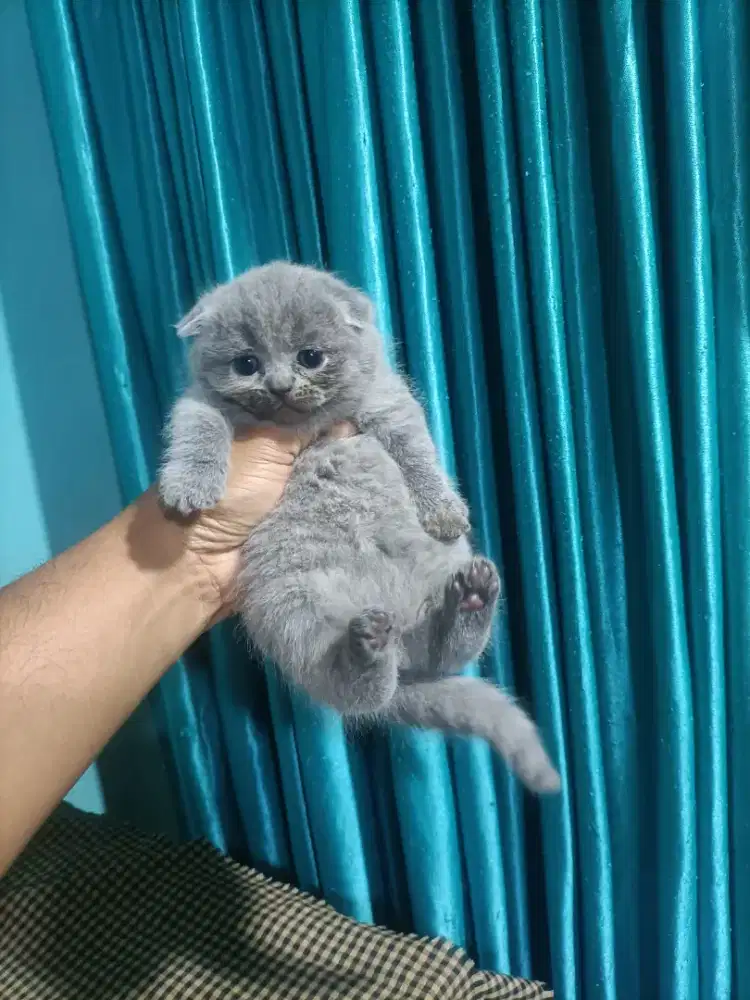 Kitten bsh scotish