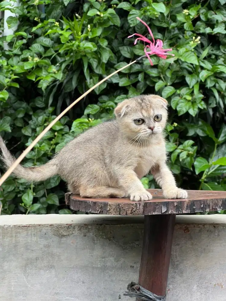 Kucing bsh scottish fold golden betina