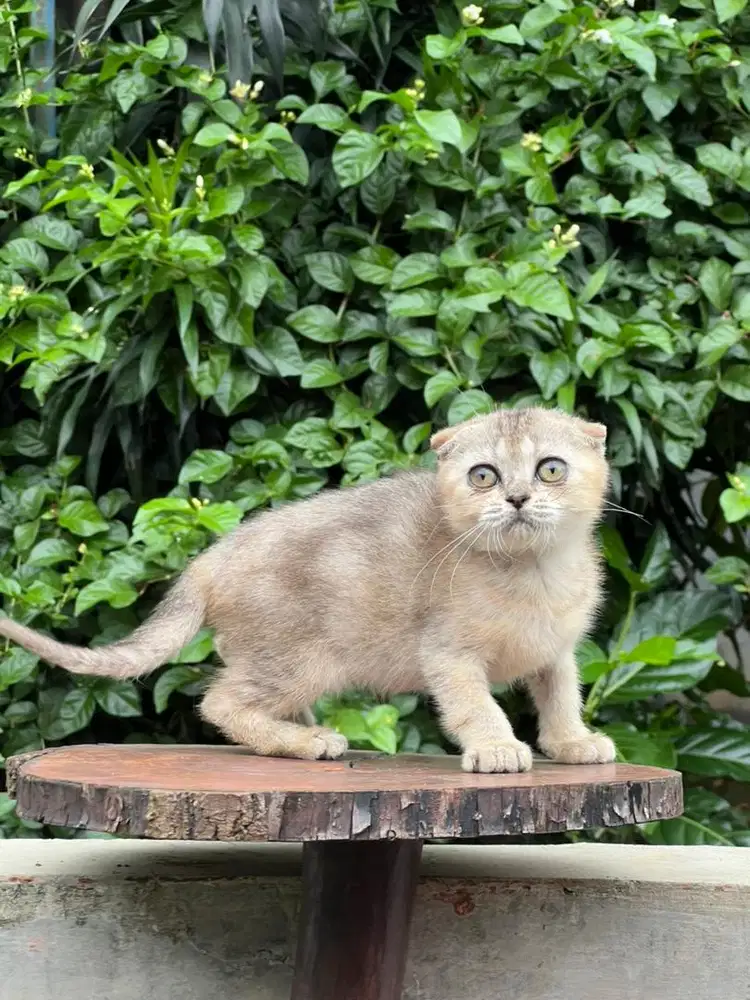 Kucing bsh scottish fold golden betina