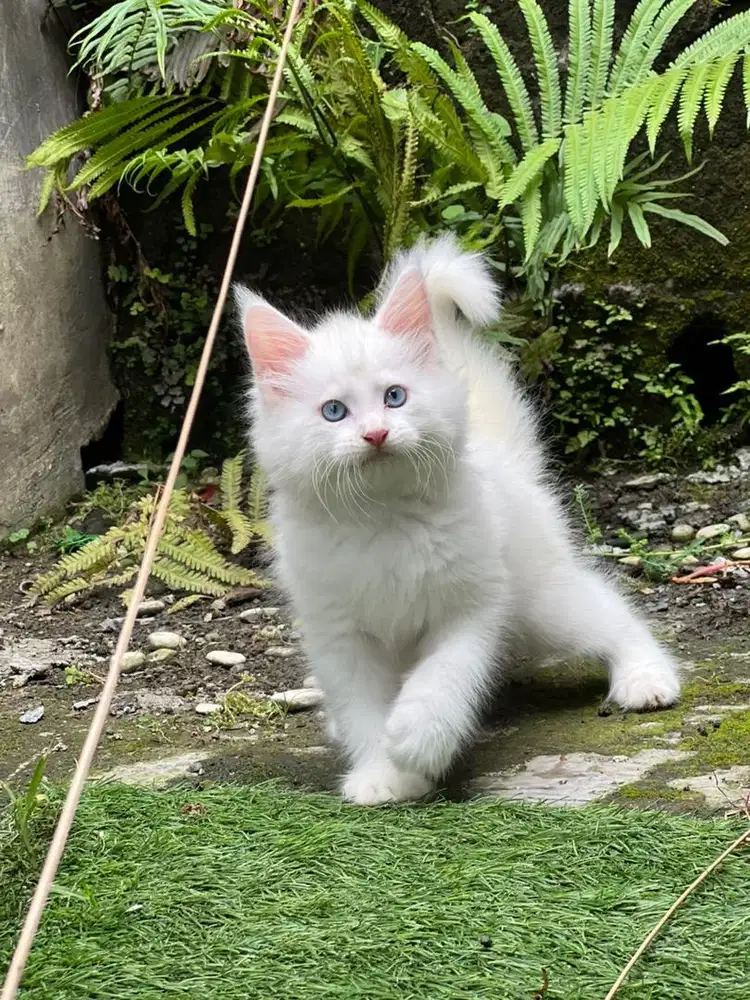 Kucing mainecoon pure white solid mata biru jantan