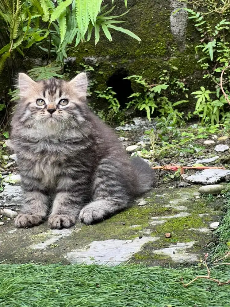 Kucing persia longhair betina