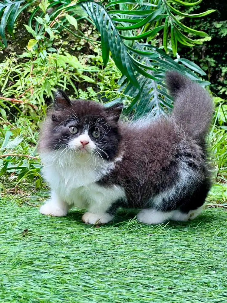 Kucing munchkin cebol jantan