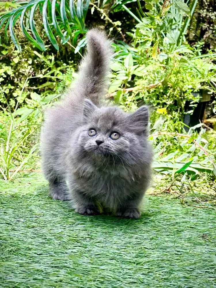 Kucing munchkin cebol betina