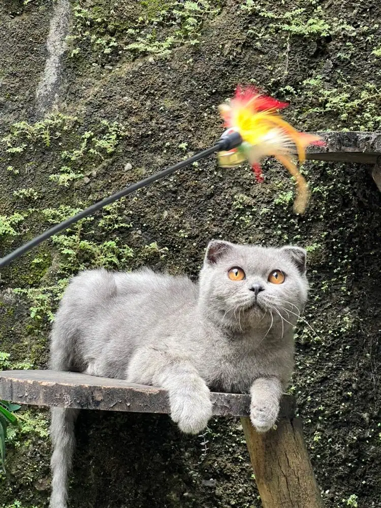 Kucing bsh scottish fold jantan