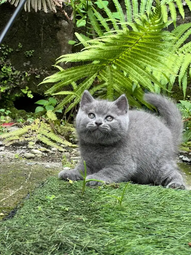 Kucing british shorthair pure betina