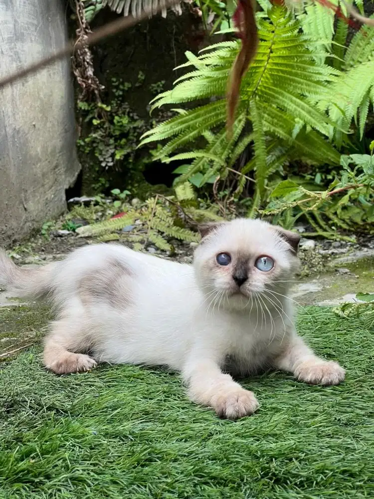 Kucing scottish fold betina