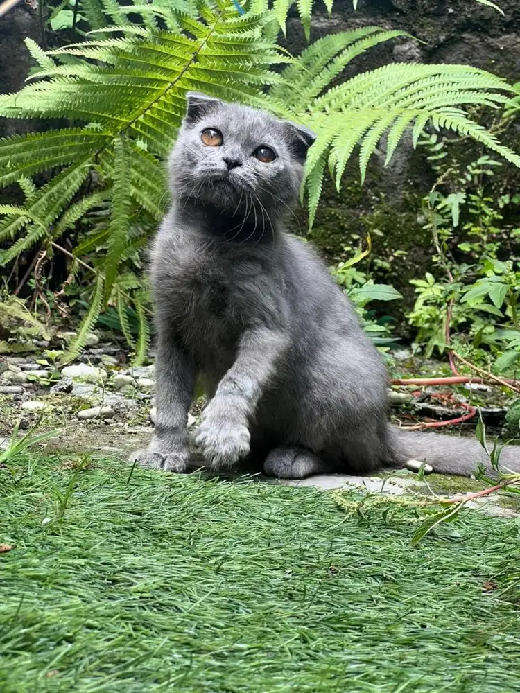 Kucing scottish fold betina