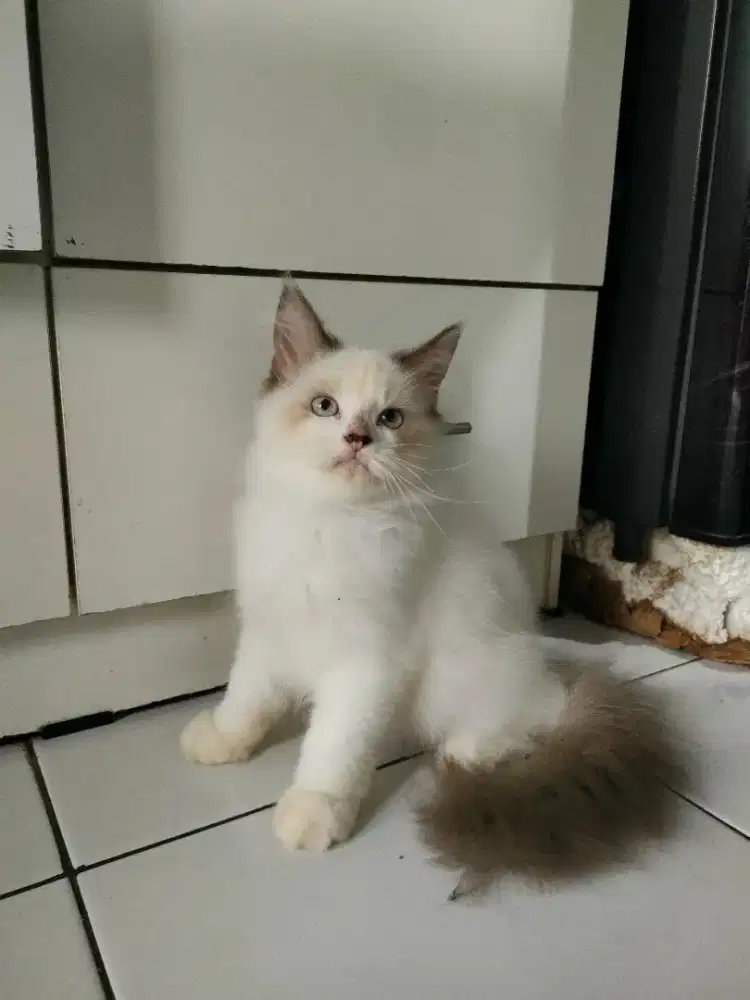 Kitten Maincoon Mix Jantan Putih Abu