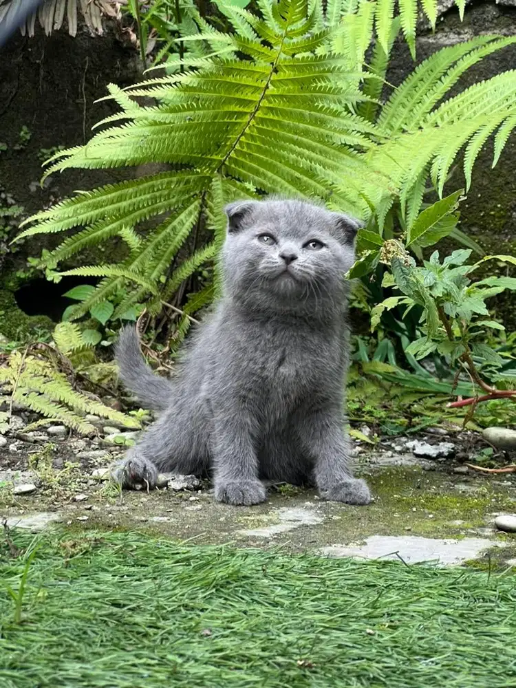 Kucing bsh scottish fold betina