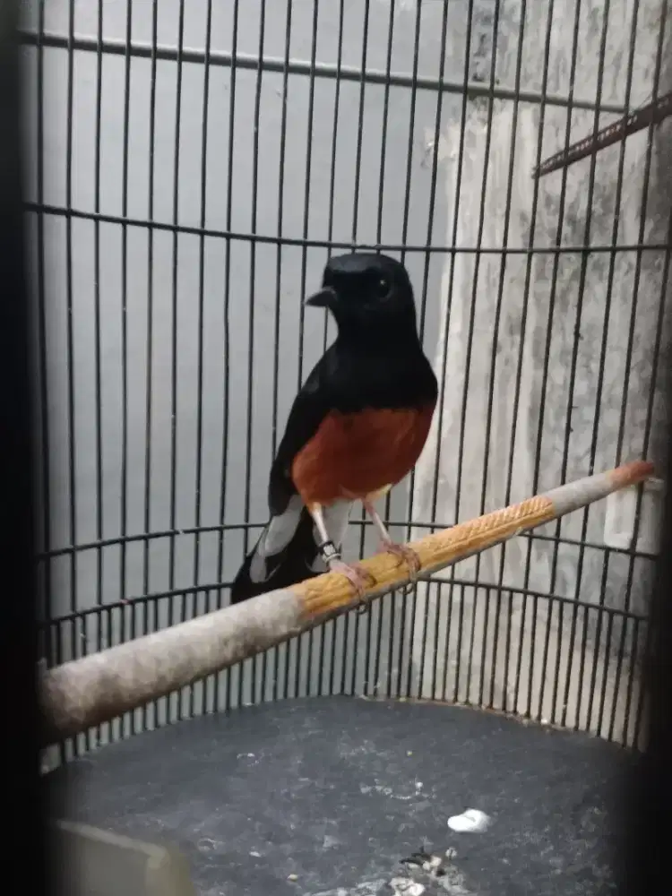 Murai pastol fullset