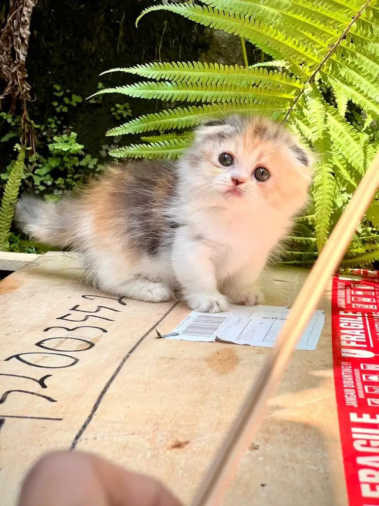 Kucing munchkin cebol gaelic fold betina