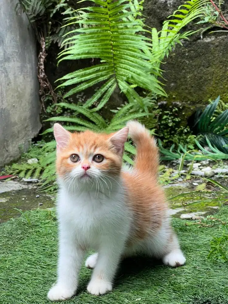 Kucing british shorthair garfield jantan