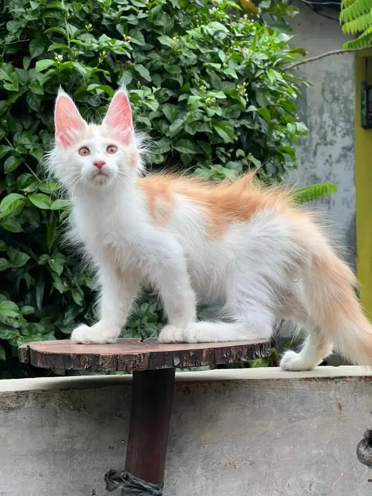 Kucing mainecoon pure jantan