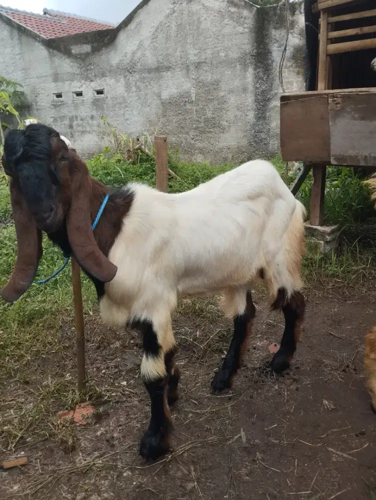 kambing jawa randu