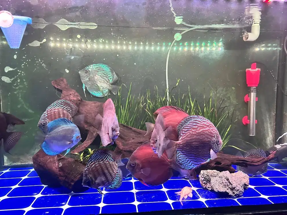 Discus 10 ekor size mix