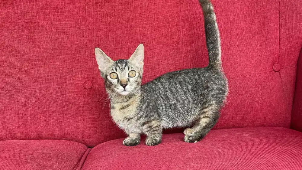 Kucing Munchkin (cebol)