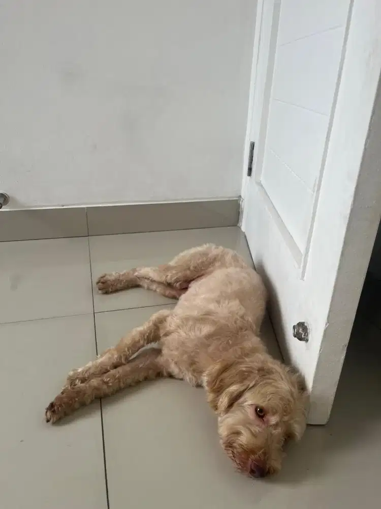 Dicari art secepatnya