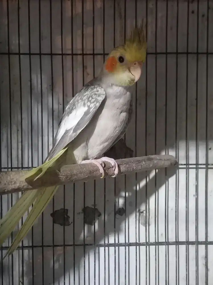 Burung falk anakan mandiri