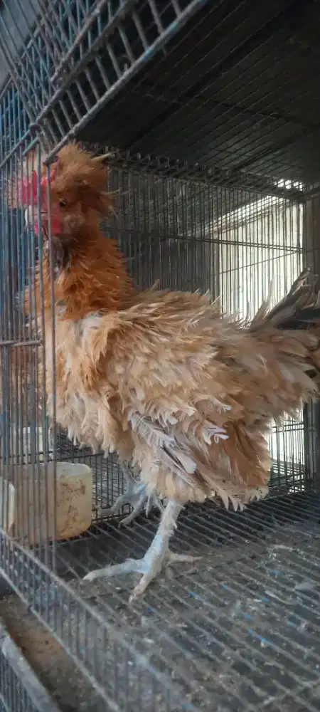 Ayam polandia walik jantan
