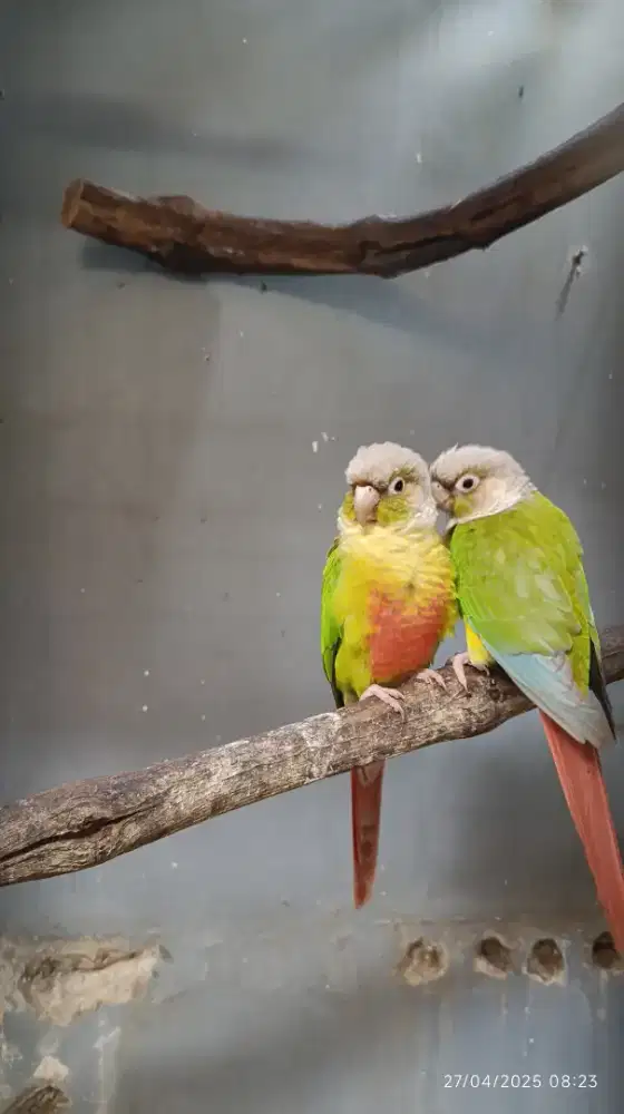 Pineapple conure sepasang