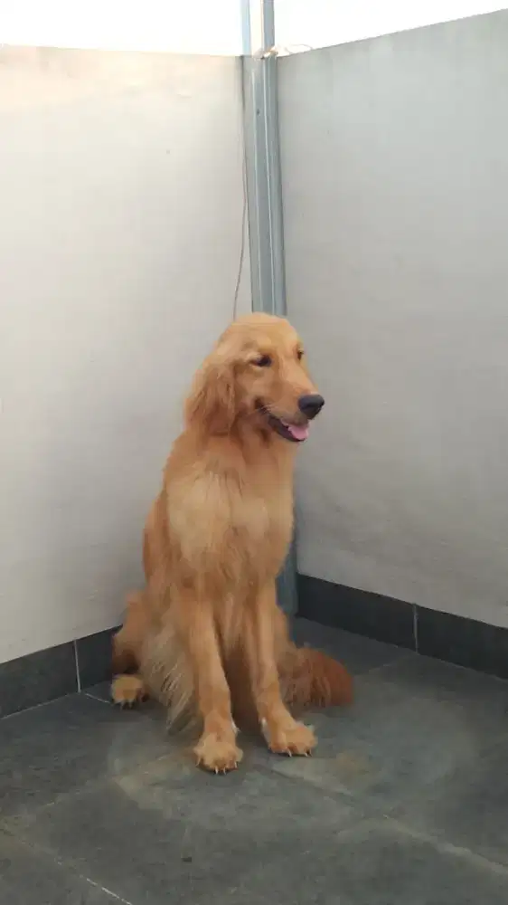 Golden betina 11 bulan