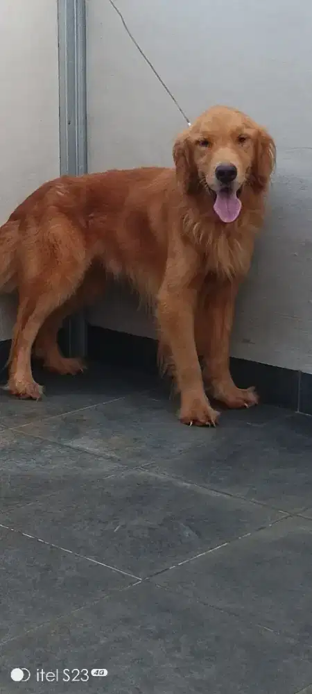 Golden retriver jantan