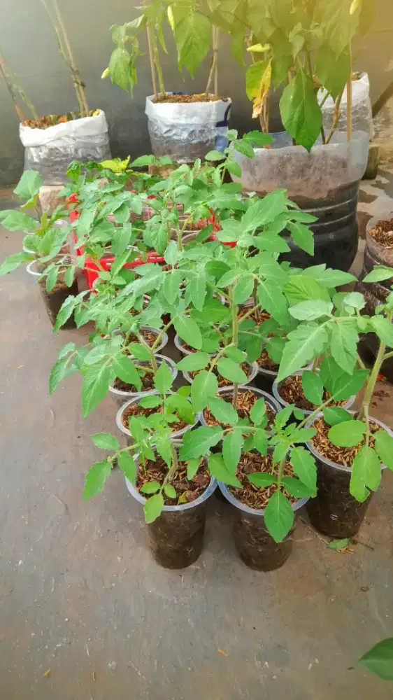 Bibit tomat dan cabe