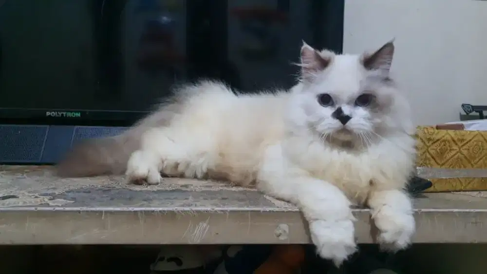 Kitten Ragdoll PuRe Non Pedigree