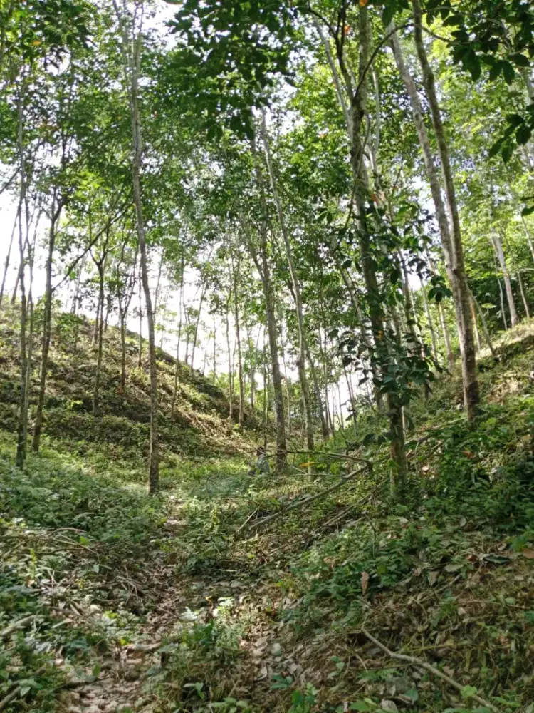 Jual Lahan Rambung/Karet 3 hektar