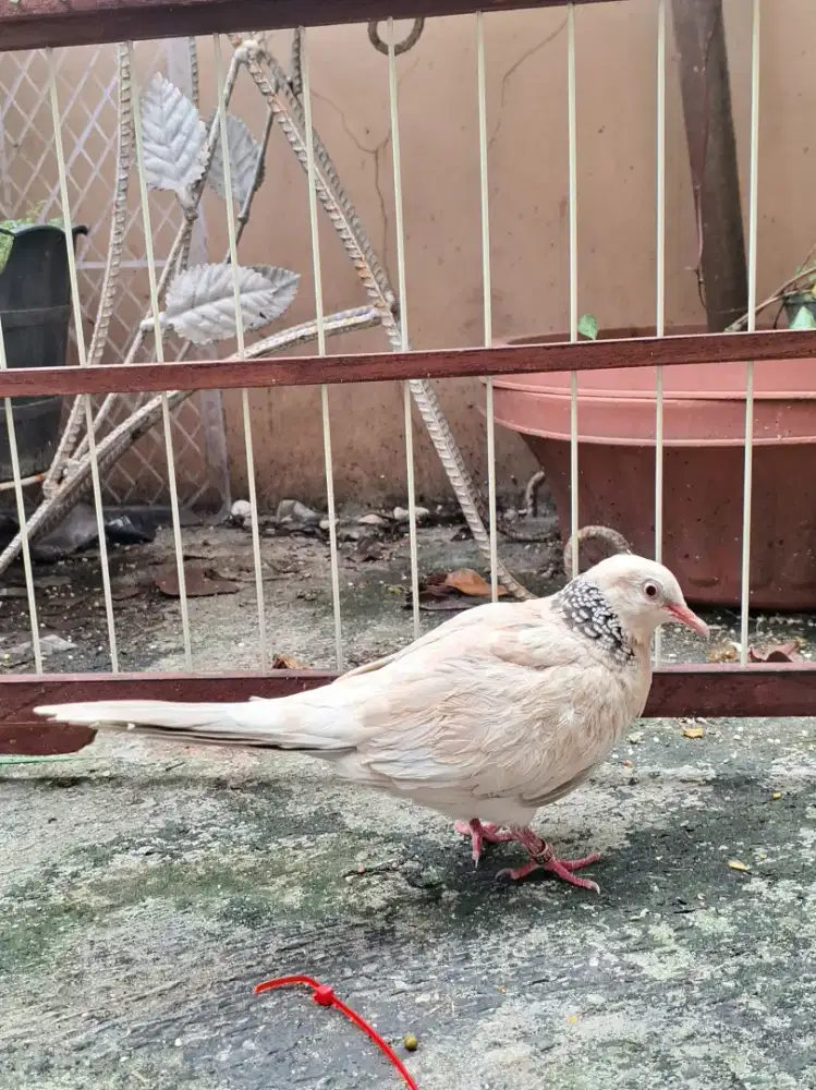 Derkuku GKH Mata Merah Kuk 4-5