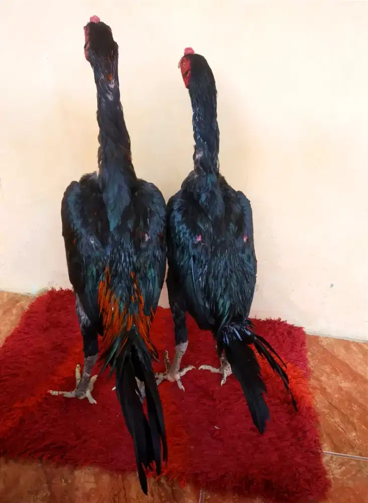 Ayam Line Black Bull, Umur 4 Bulan,Tulang Kasar + Mewah