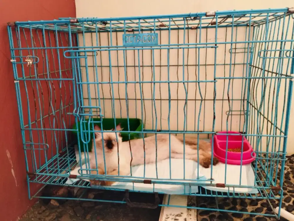 Kucing Himalaya Jantan