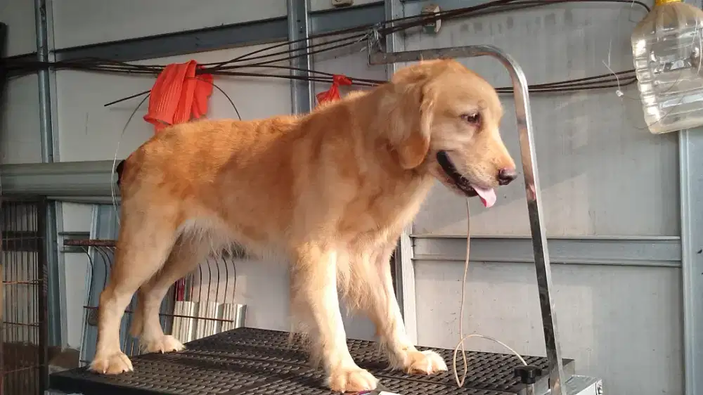 Golden betina usia 3 tahun