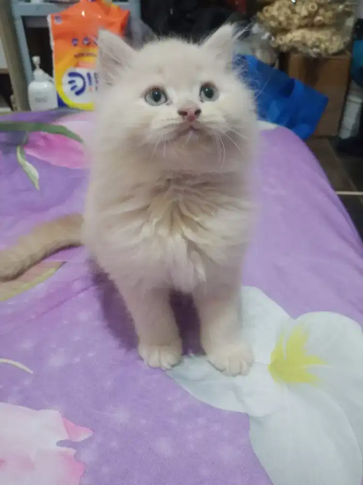 KITTEN PERSIA LONG HAIR