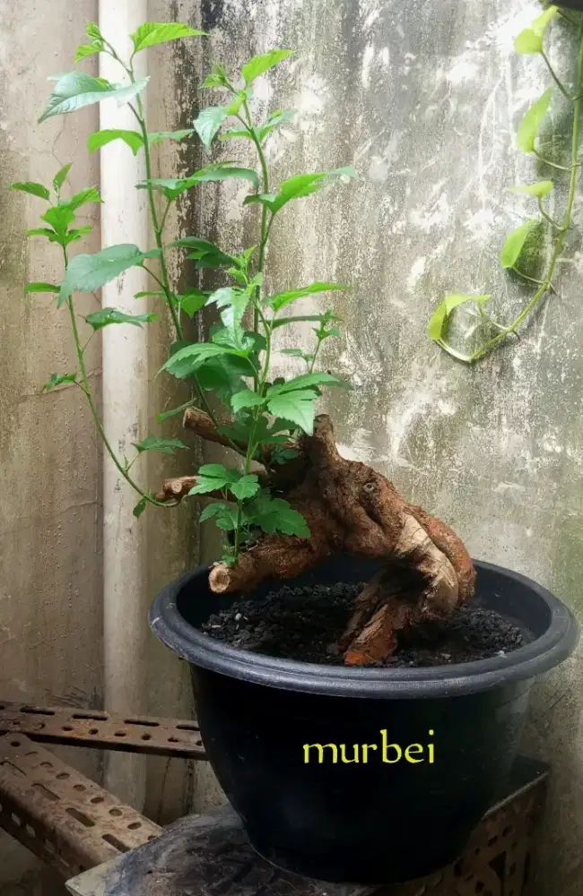 Bonsai murbey berbuah