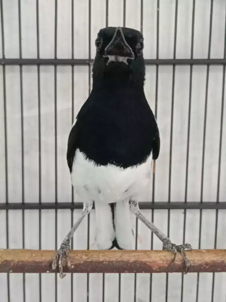 Burung kacer mapan gacor ex prestasian