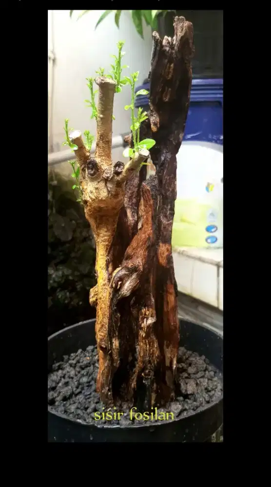 Bahan bonsai sisir